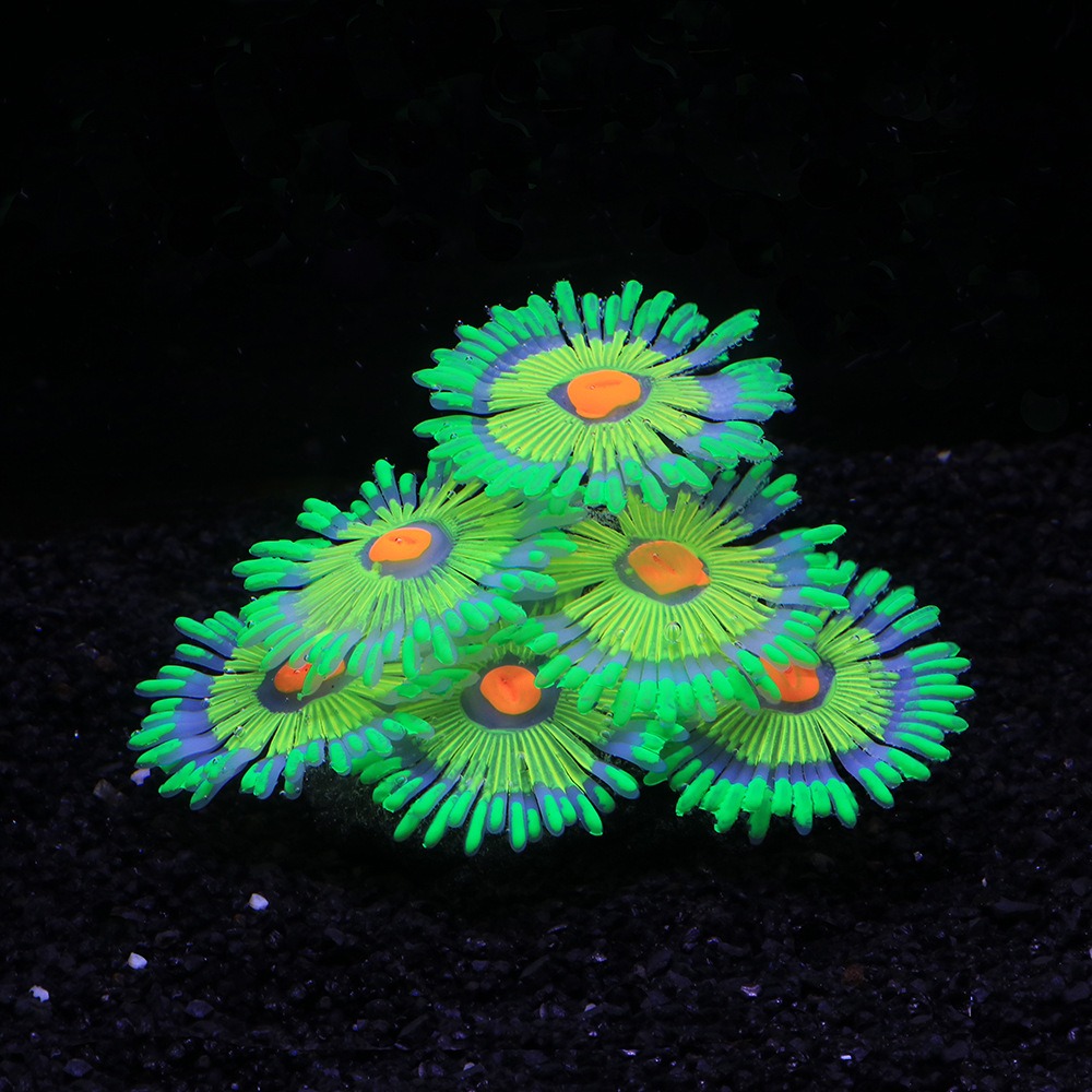 Glowing Soft Aquarium Fish Tan - Marine Aquarium All In One ulasan dan harga
