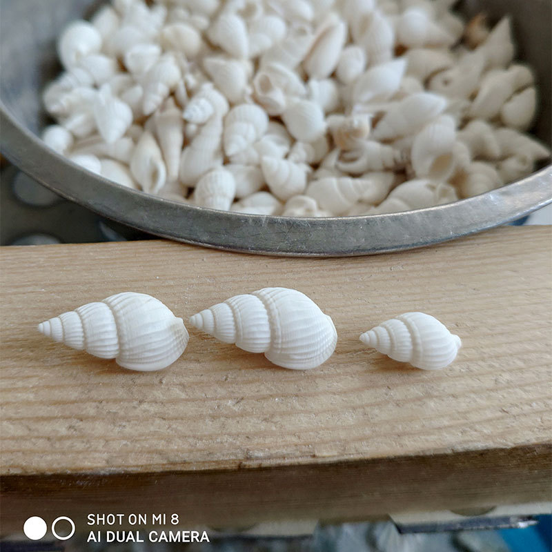 Natural Zeuxis & Nassarius She - Marine Aquarium & Regional Centre Reviews ulasan dan harga