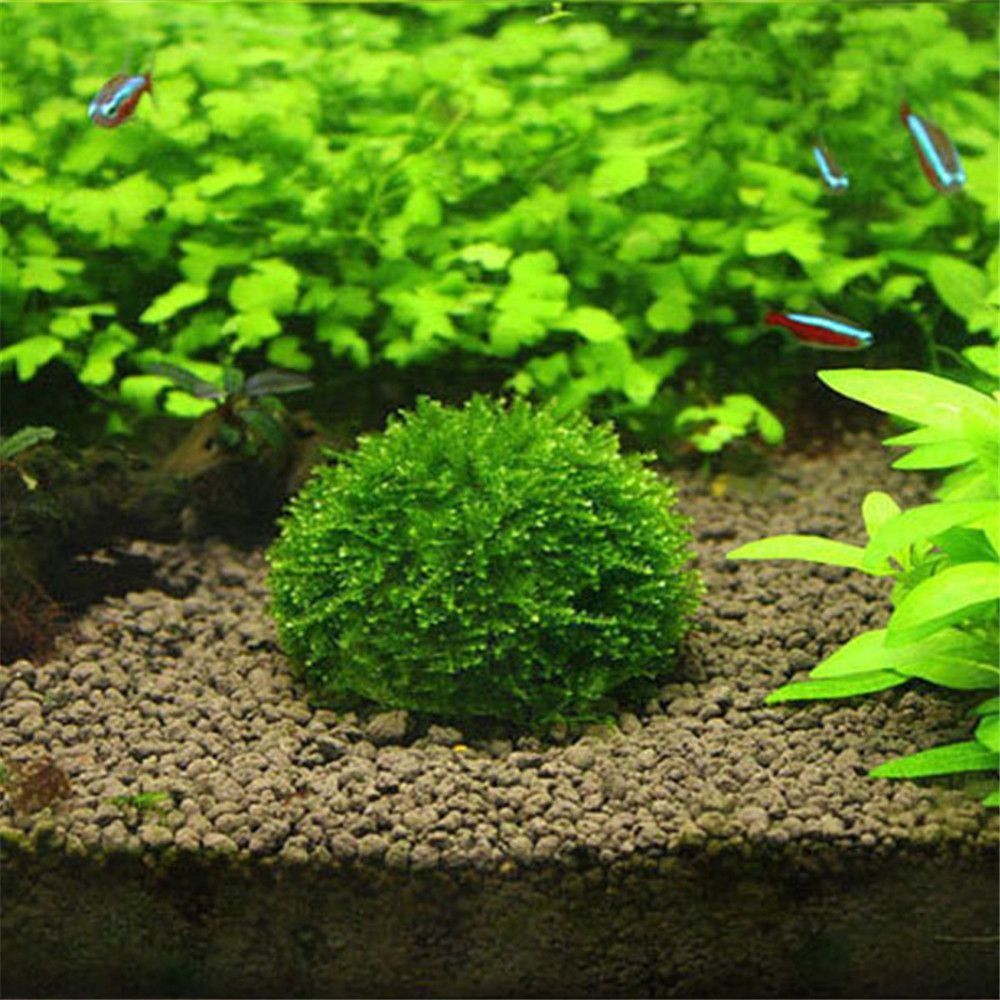 New Plastic Suspension Moss Do - Marine Aquarium All In One ulasan dan harga