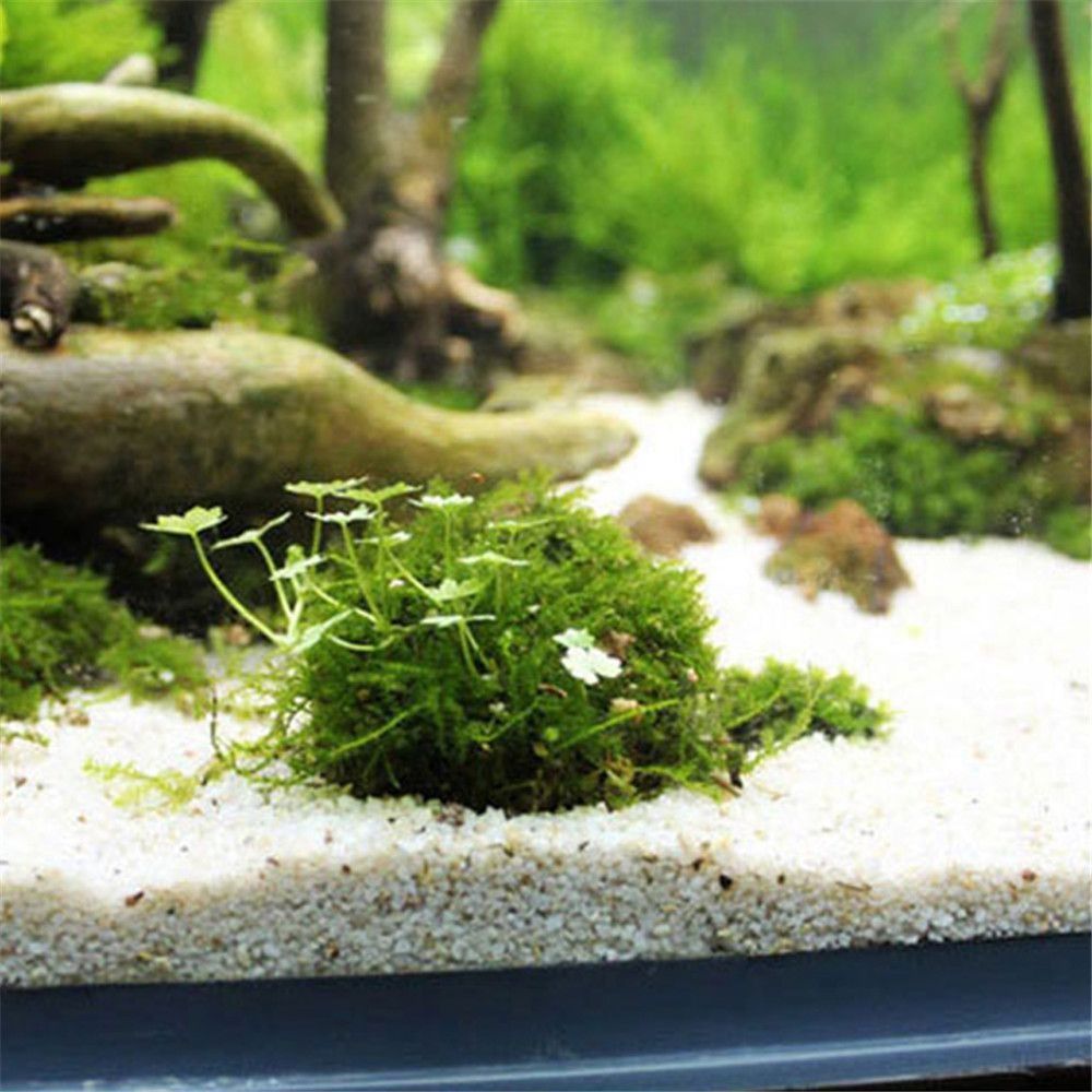 New Plastic Suspension Moss Do - Marine Aquarium All In One ulasan dan harga